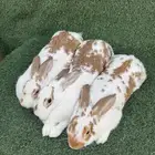 طقم ارانب بابيون الماني( تم البيع)