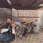 دجاج سندي