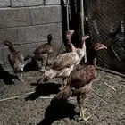 دجاج هندي مهجن شامو انا مجرد معلن