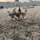 براهما للبيع العمر تقريبن شهرين وانص