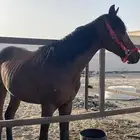 مهر شعبي كفو مولود عندي والعمر 13 شهر