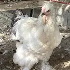 ديك براهما كلومبي