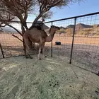 قعود حق