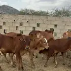 حسلان فل شحم