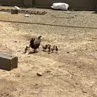 دجاجه بلدي مفرخه
