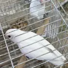 روز