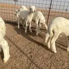 خرفان
