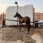 حصان شعبي