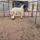 طلي للبيع
