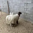خروف نعيم جذع