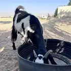 عنز دافع
