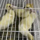 ثلاث بطات للبيع