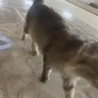 قطة للتبني