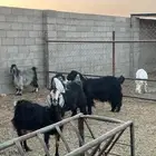 من المعز دفيع