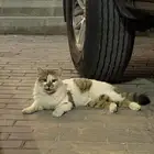 قط مفقود ضايع حصلته