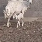 حرية والد