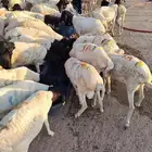 برابر صومالي جدعان للبيع جمله