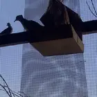 قماري هولندي