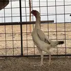 شامو ياباني تم البيع تم البيع