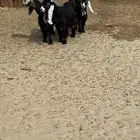 معزا عوارض للبيع