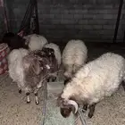 غنم نعيم