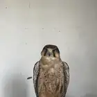 صقر وكري