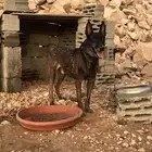 كلب مالينو بيور شرس للبيع