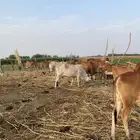 بقر العدد 17 مع الثور سليمه