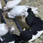 محمية طيور للبيع حمام كروان منتج