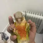 كنيور اناناس