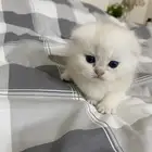 كتن اسكوتش فولد