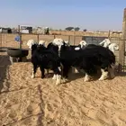 للبيع رخال نجد العدد11. العمر من 5شهور ونص الى7