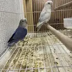 جوز روز. تم  البيع