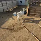 عند بيشيه تحتها تيس