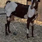 للبيع معزا دهم مواليد