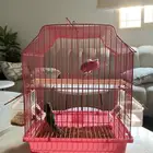 طيور و هامستر