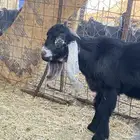 للبيع تيس صنف مشروع فحل