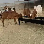 حسلان