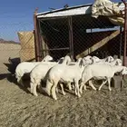 العدد11 3 خرفان 8 رخال