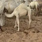 للبيع حاشي 5 شهور