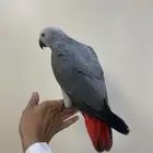 فرخ كاسكو اليف هدد