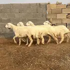 5 رخال مراح واحد شعره فاخره