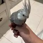 كروان هولندي تربيه