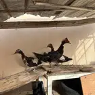 طقم بط مسكوفي