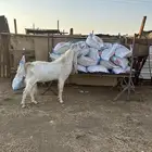 تيس فحل هولندي