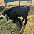 تيس تم البيع