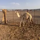 بكرة وضحى لبانية تم البيع
