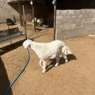 خروف مشروع فحل