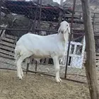 فحل سواكن صنف
