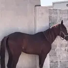حصان شعبي